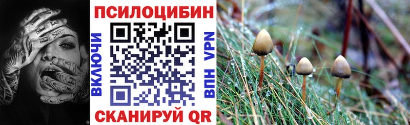 Купить закладки  Катав-Ивановск  Псилоцибиновые грибы Magic Shrooms 